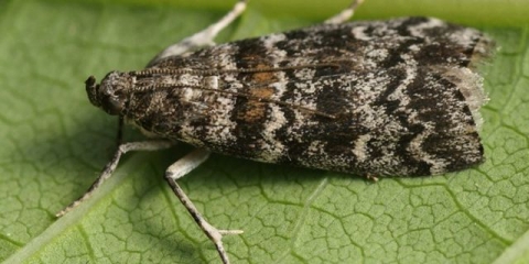 Ribizli moljac: kako se boriti, fotografija